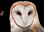 i love owls